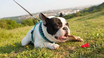 航空运输塌鼻子犬的注意事项