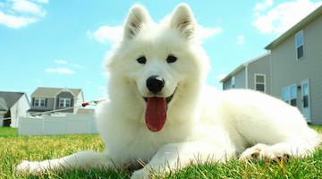 如何把宠物带到夏威夷